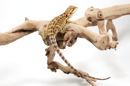 Orange Citrus Bearded Dragon