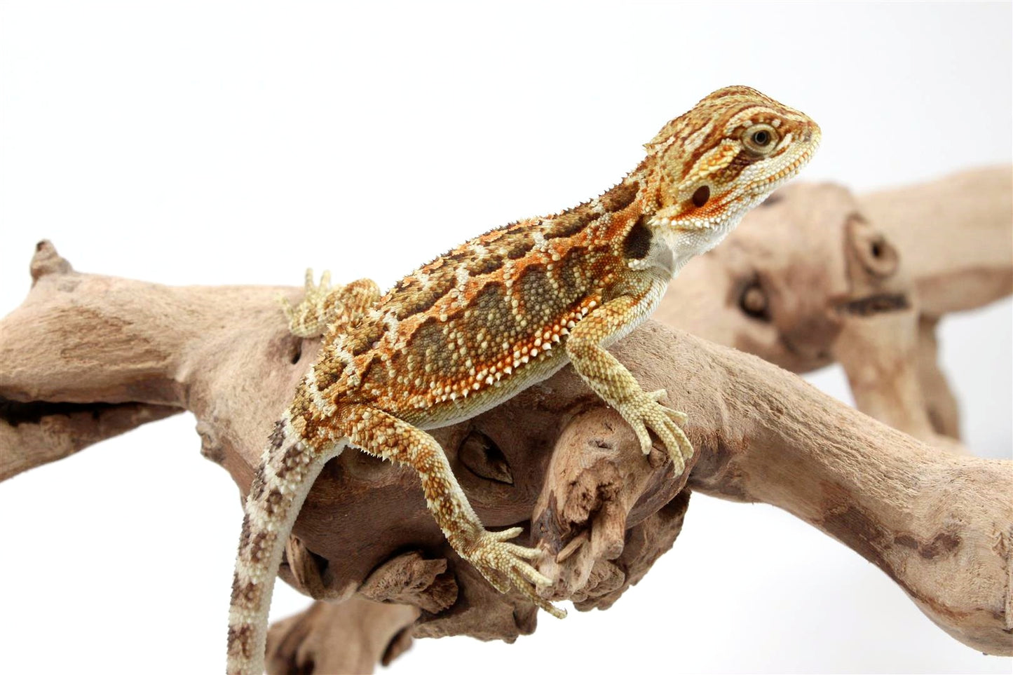 Orange Citrus Bearded Dragon