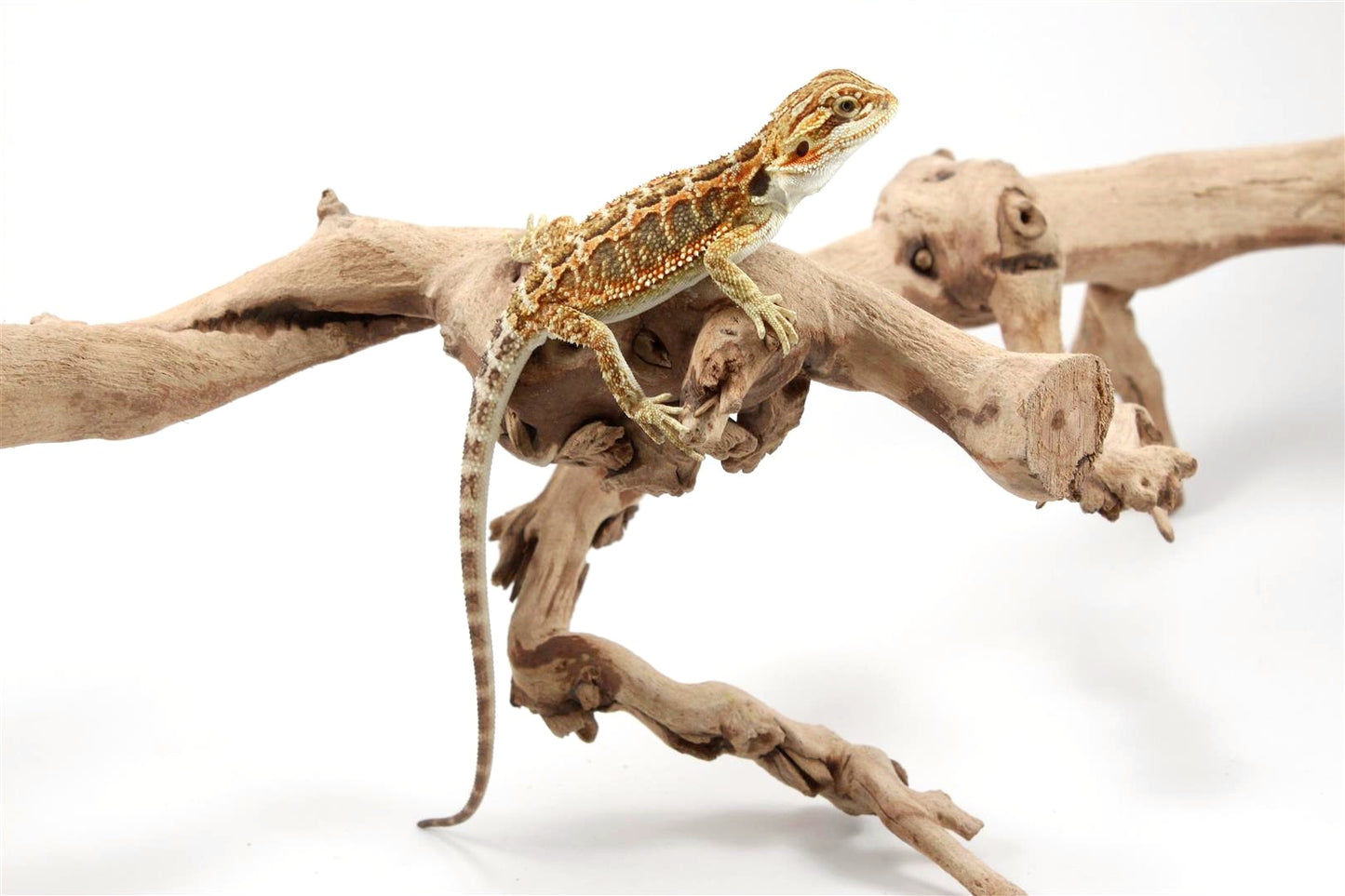 Orange Citrus Bearded Dragon