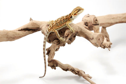 Orange Citrus Bearded Dragon