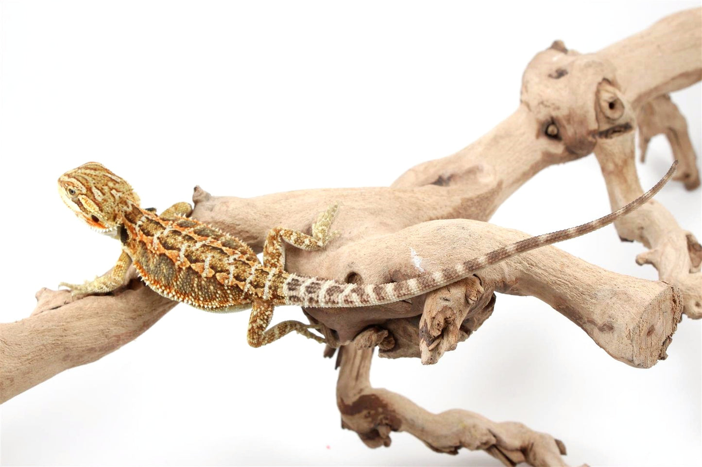 Orange Citrus Bearded Dragon