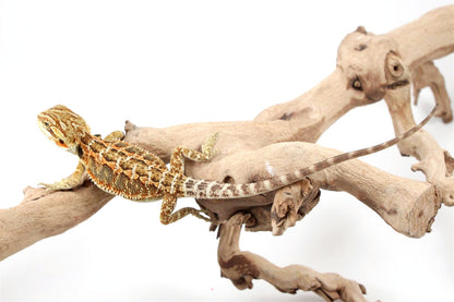Orange Citrus Bearded Dragon