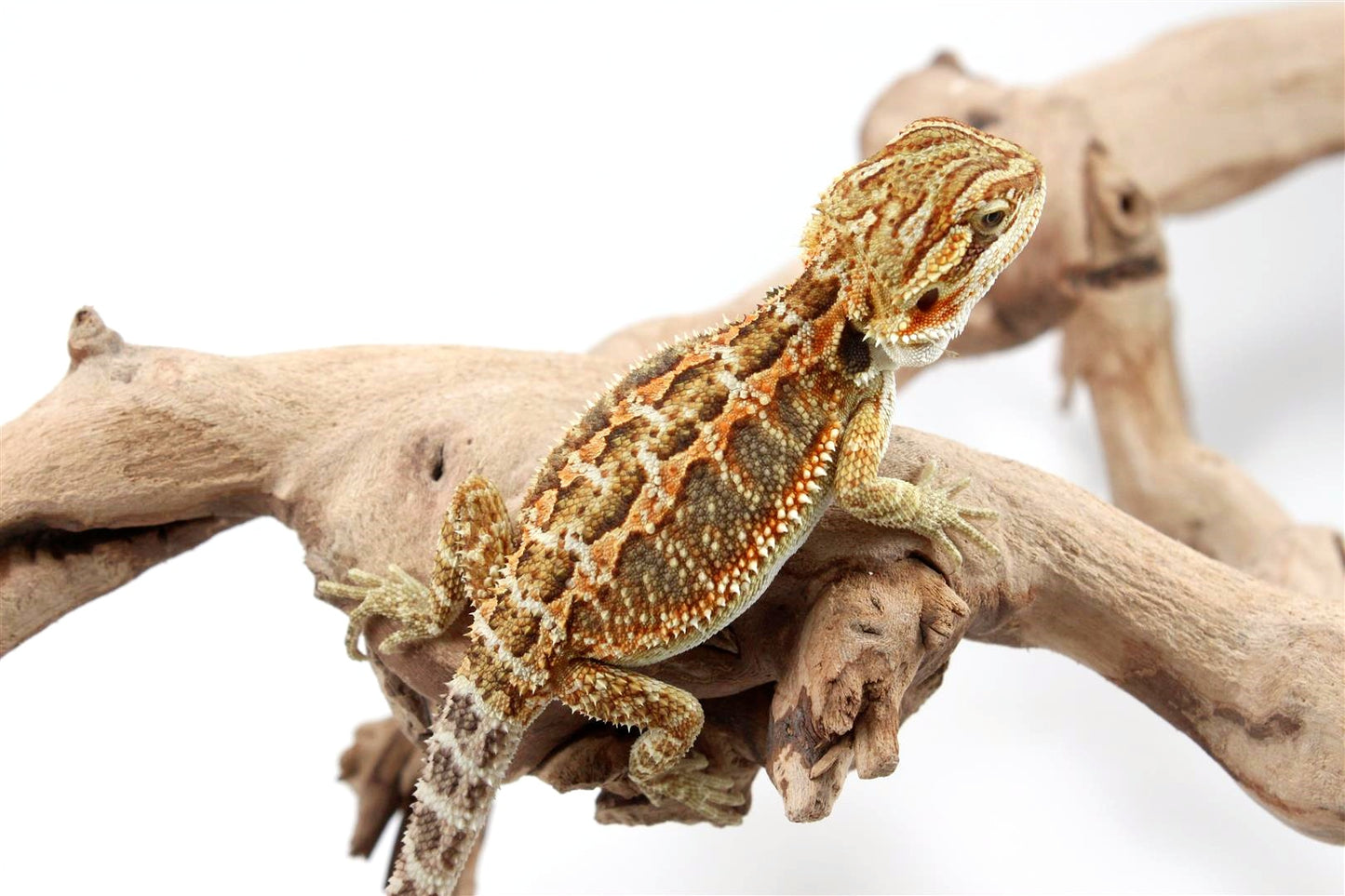 Orange Citrus Bearded Dragon