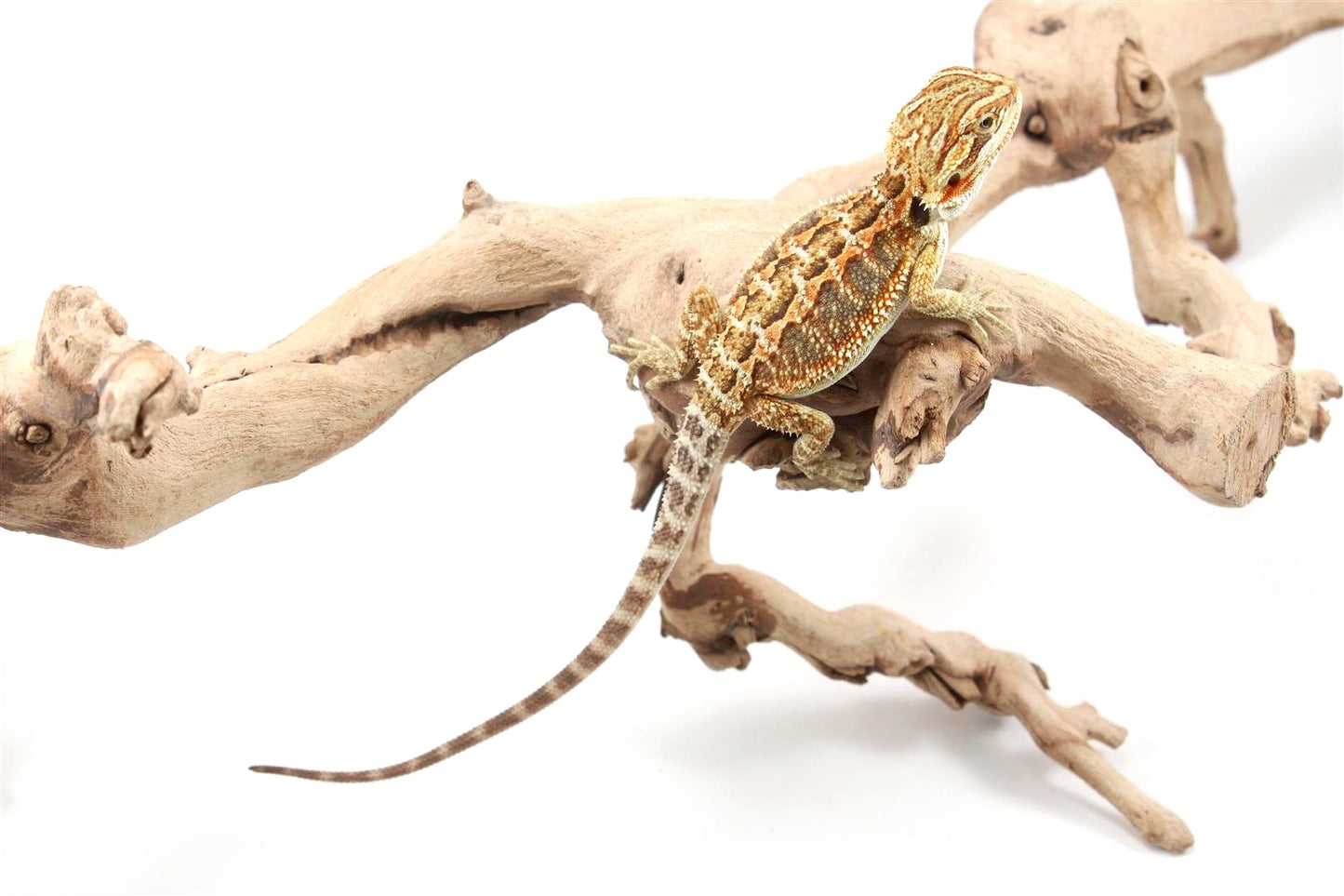 Orange Citrus Bearded Dragon
