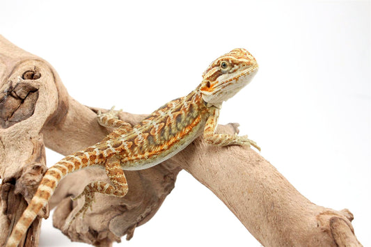 Citrus Leatherback Bearded Dragon
