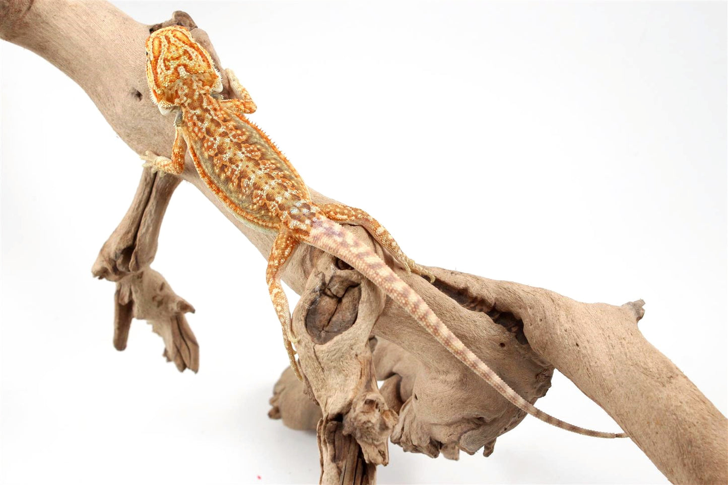Hypo Dunner Bearded Dragon