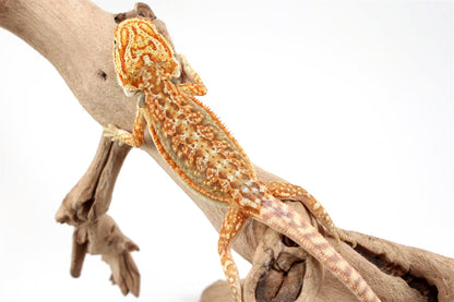 Hypo Dunner Bearded Dragon