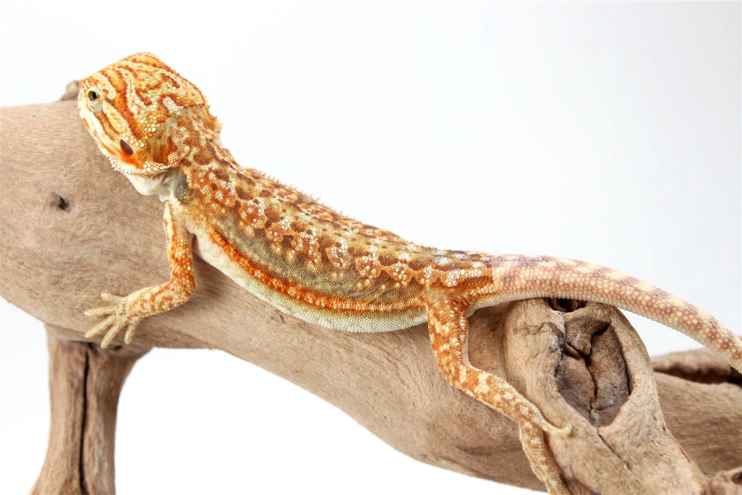 Hypo Dunner Bearded Dragon
