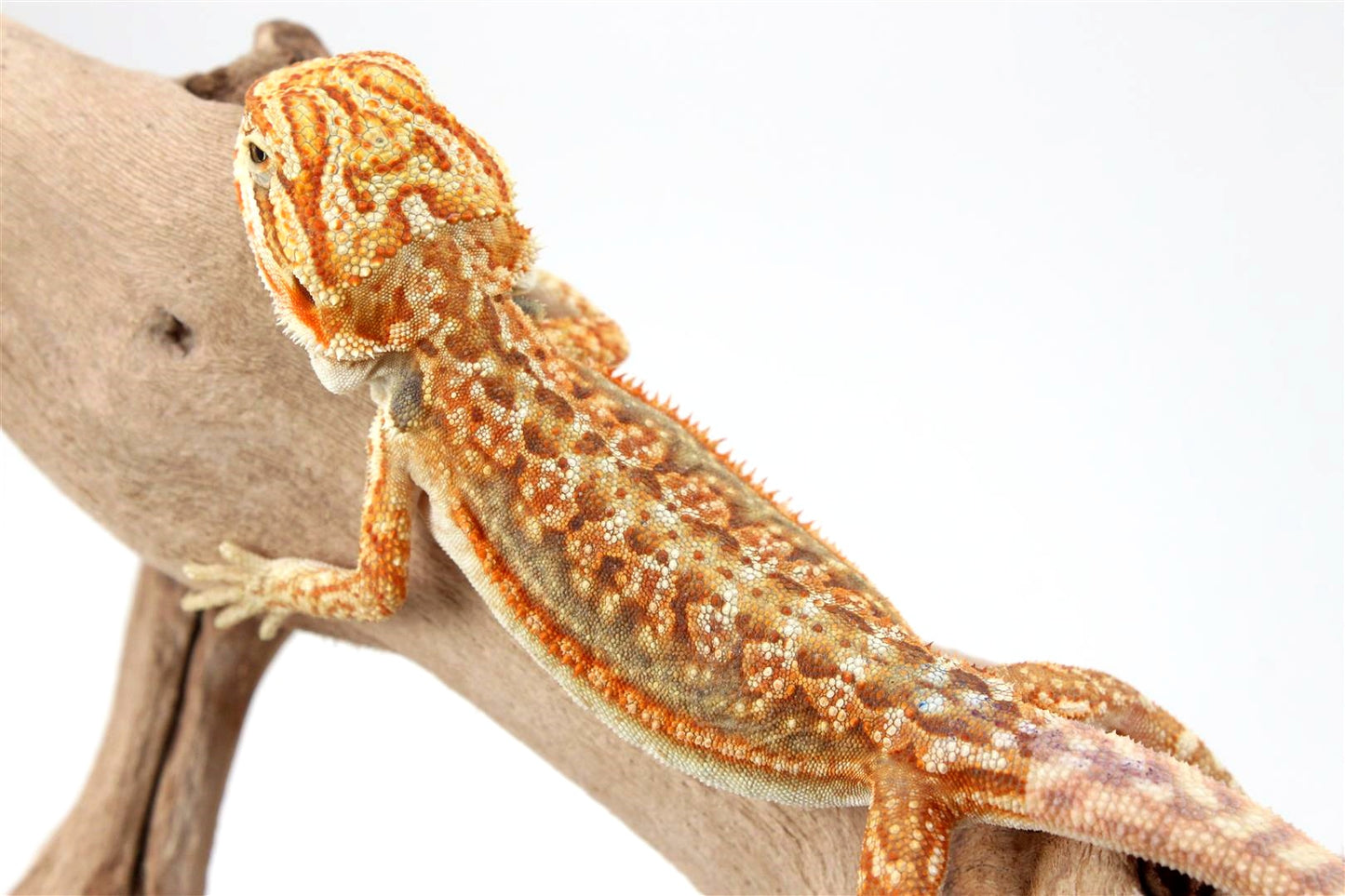 Hypo Dunner Bearded Dragon