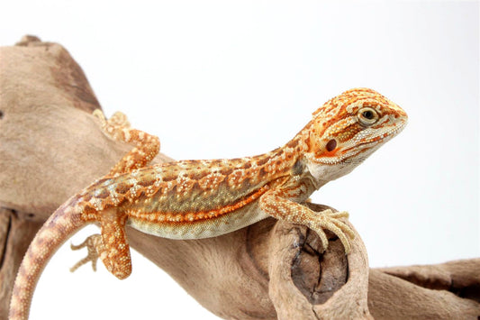 Hypo Dunner Bearded Dragon