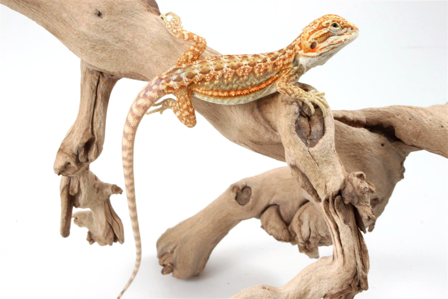 Hypo Dunner Bearded Dragon