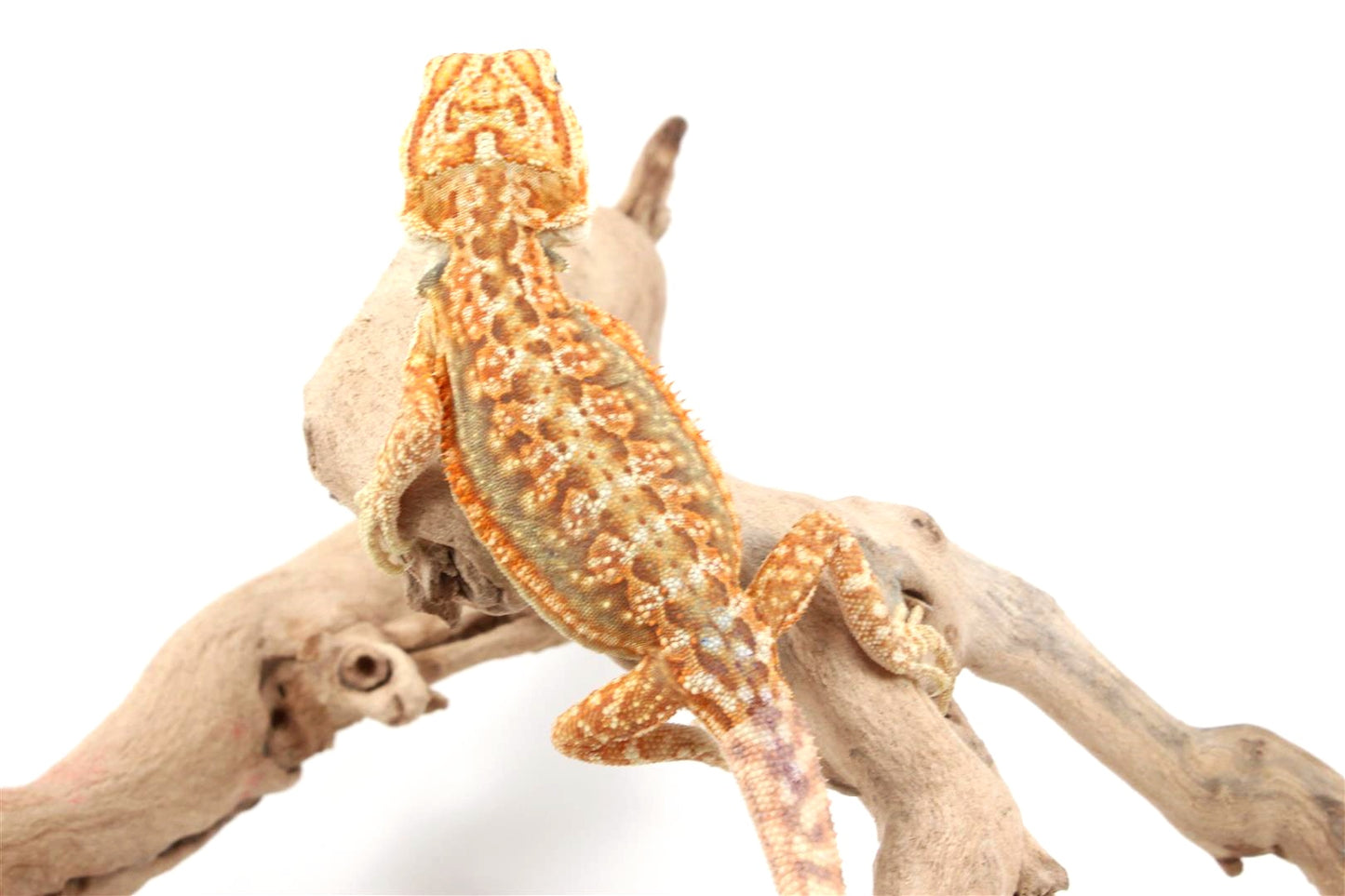 Hypo Dunner Bearded Dragon