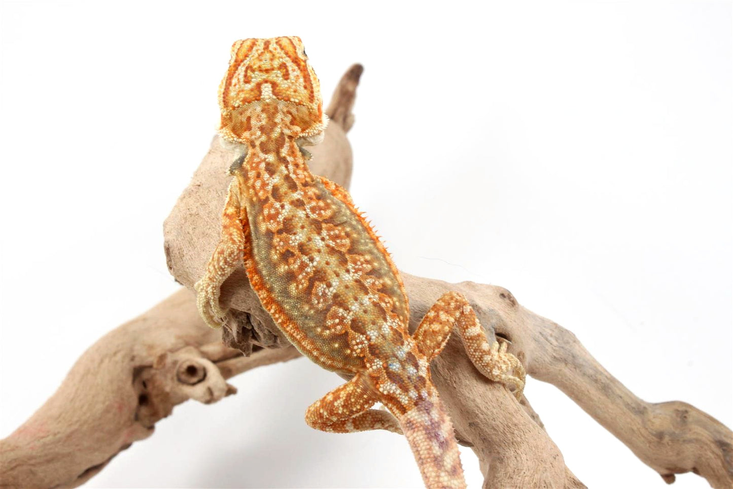 Hypo Dunner Bearded Dragon