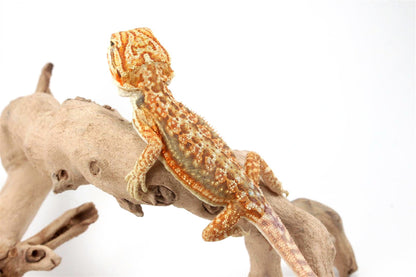Hypo Dunner Bearded Dragon