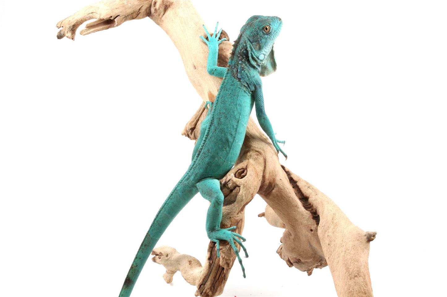 Blue Iguana