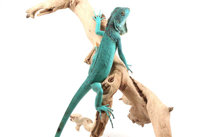 Blue Iguana