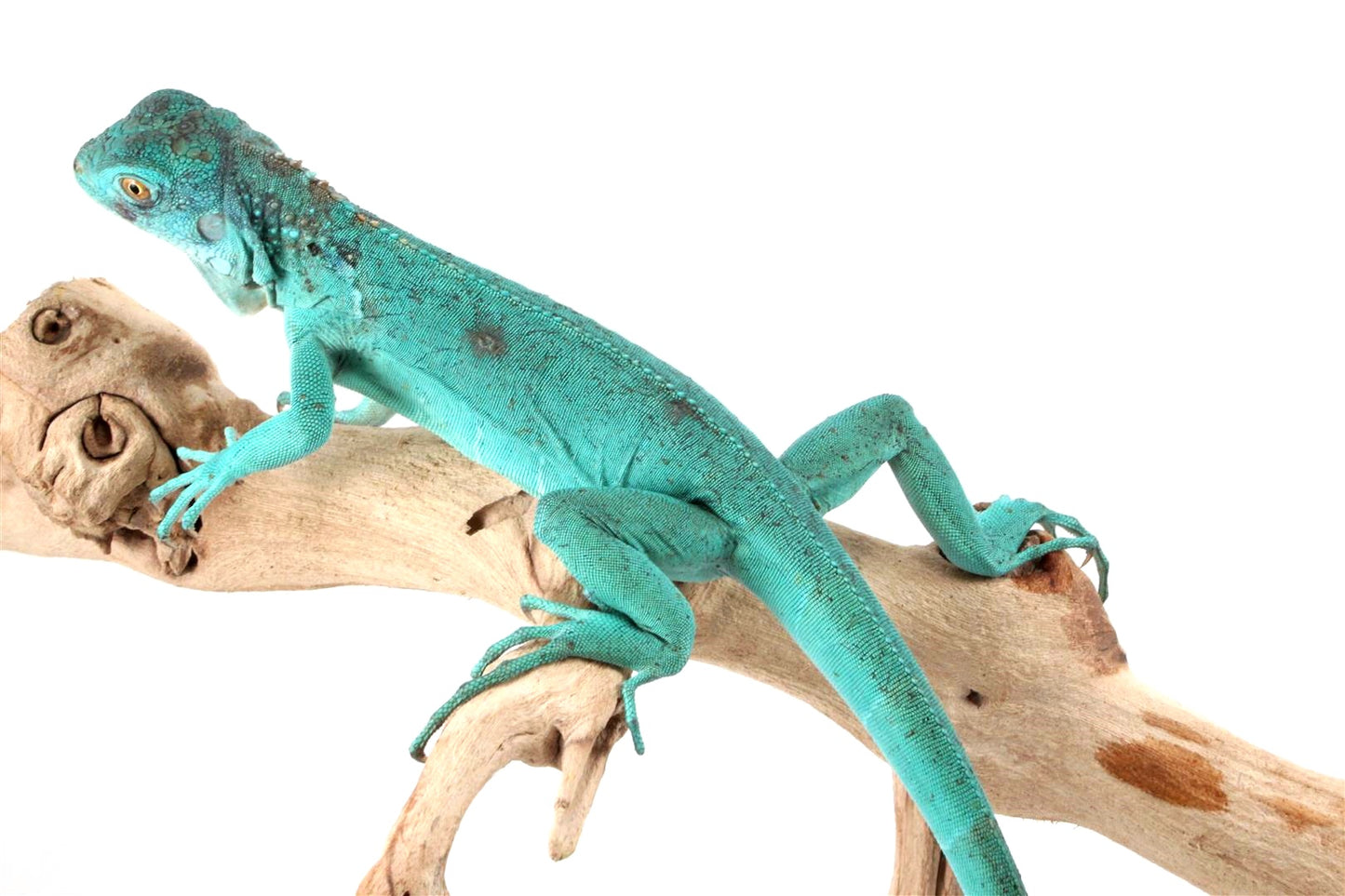 Blue Iguana