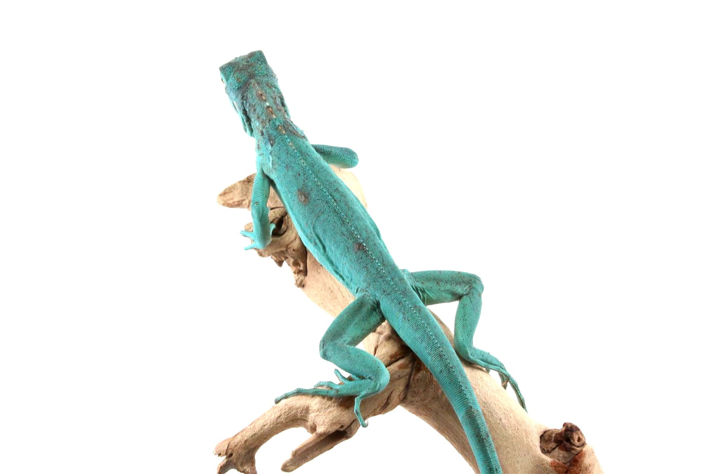 Blue Iguana