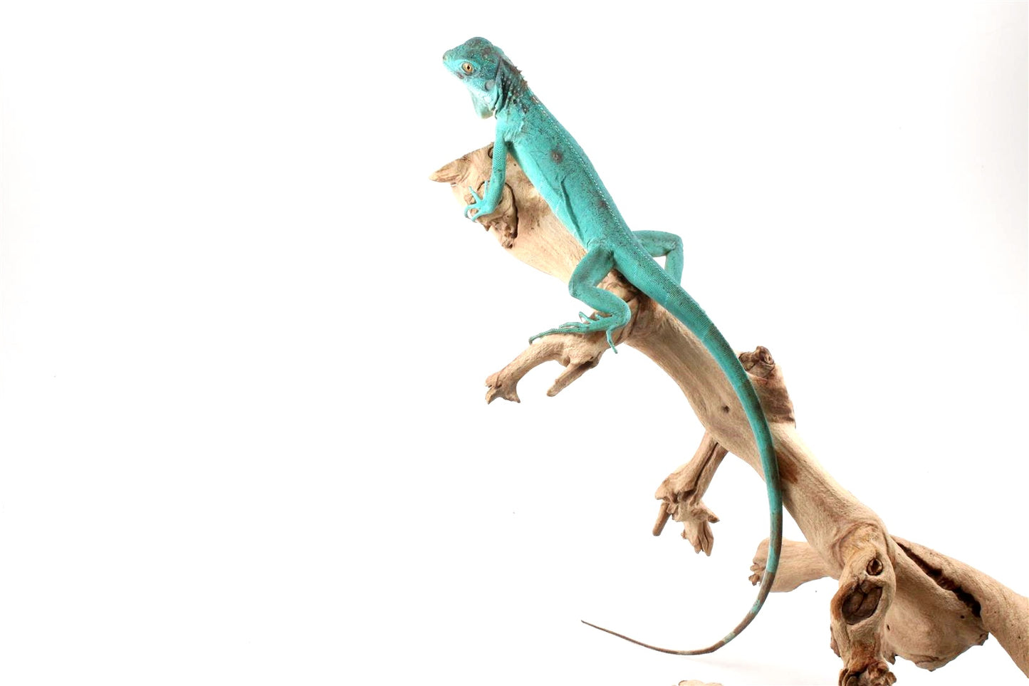 Blue Iguana