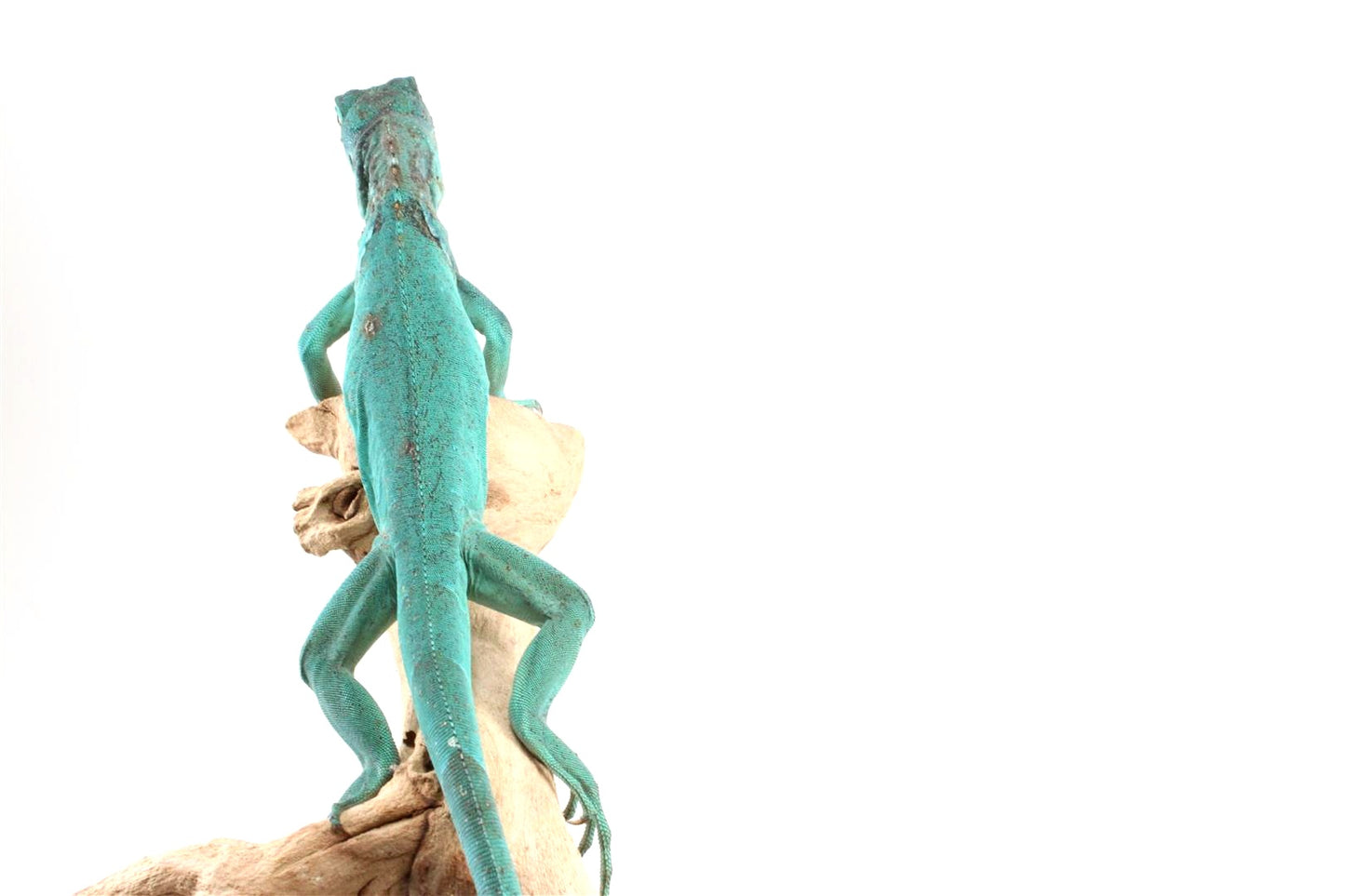 Blue Iguana
