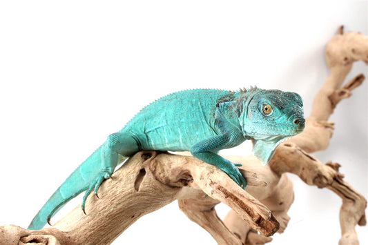 Blue Iguana