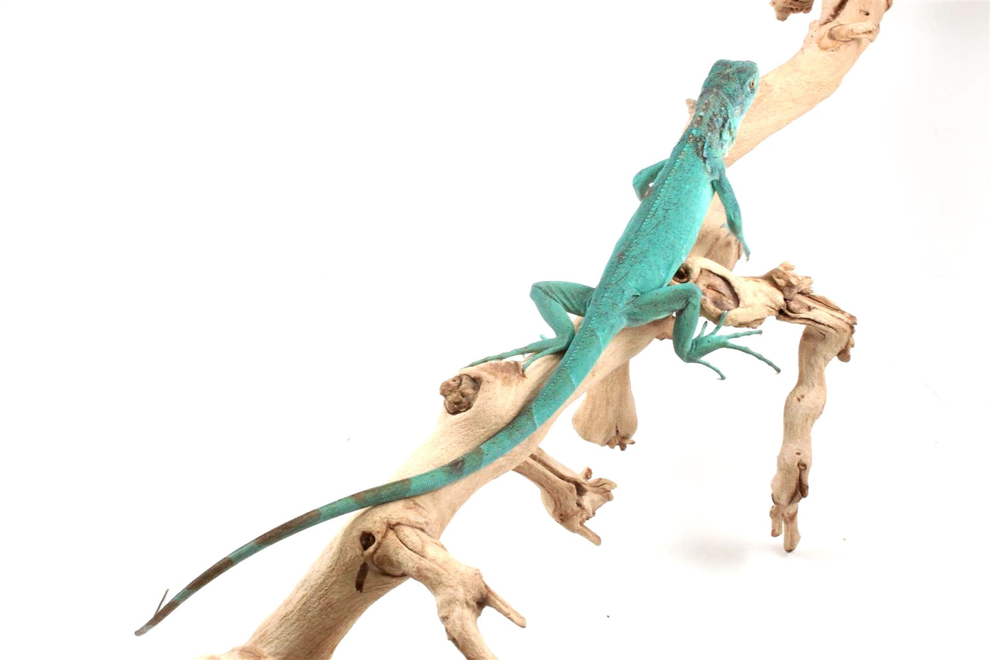 Blue Iguana