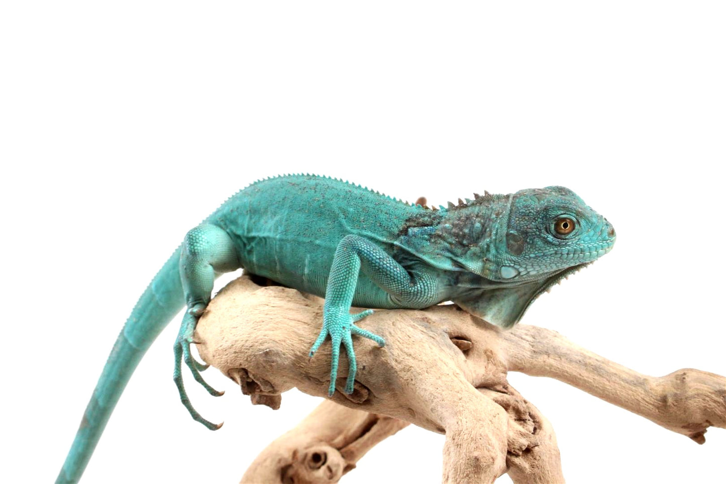 Blue Iguana