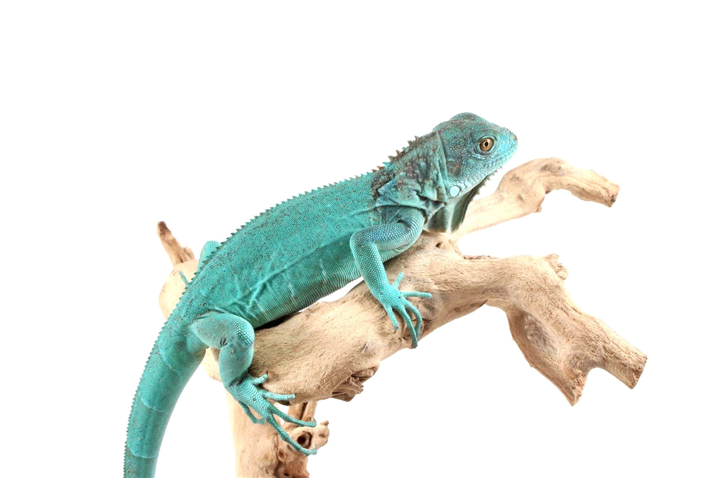 Blue Iguana