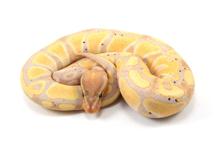 Banana Ball Python