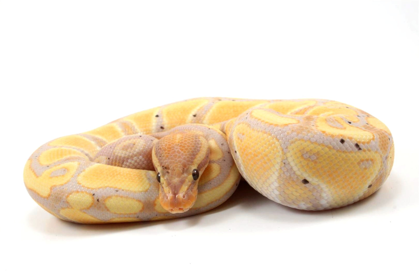 Banana Ball Python