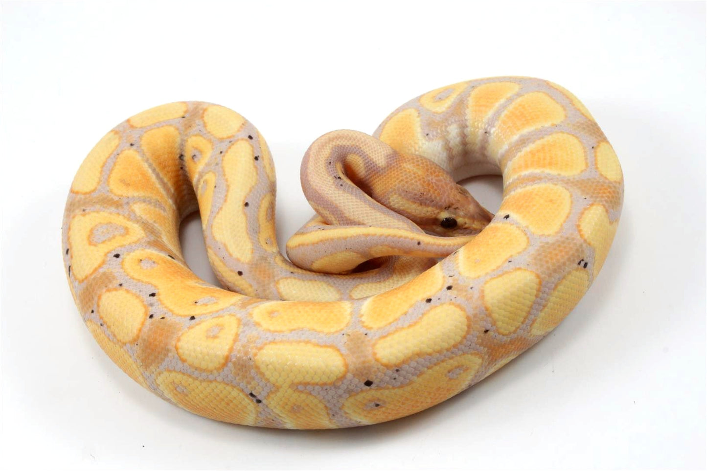 Banana Ball Python