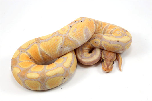 Banana Ball Python