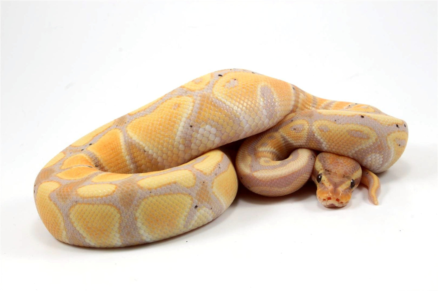 Banana Ball Python