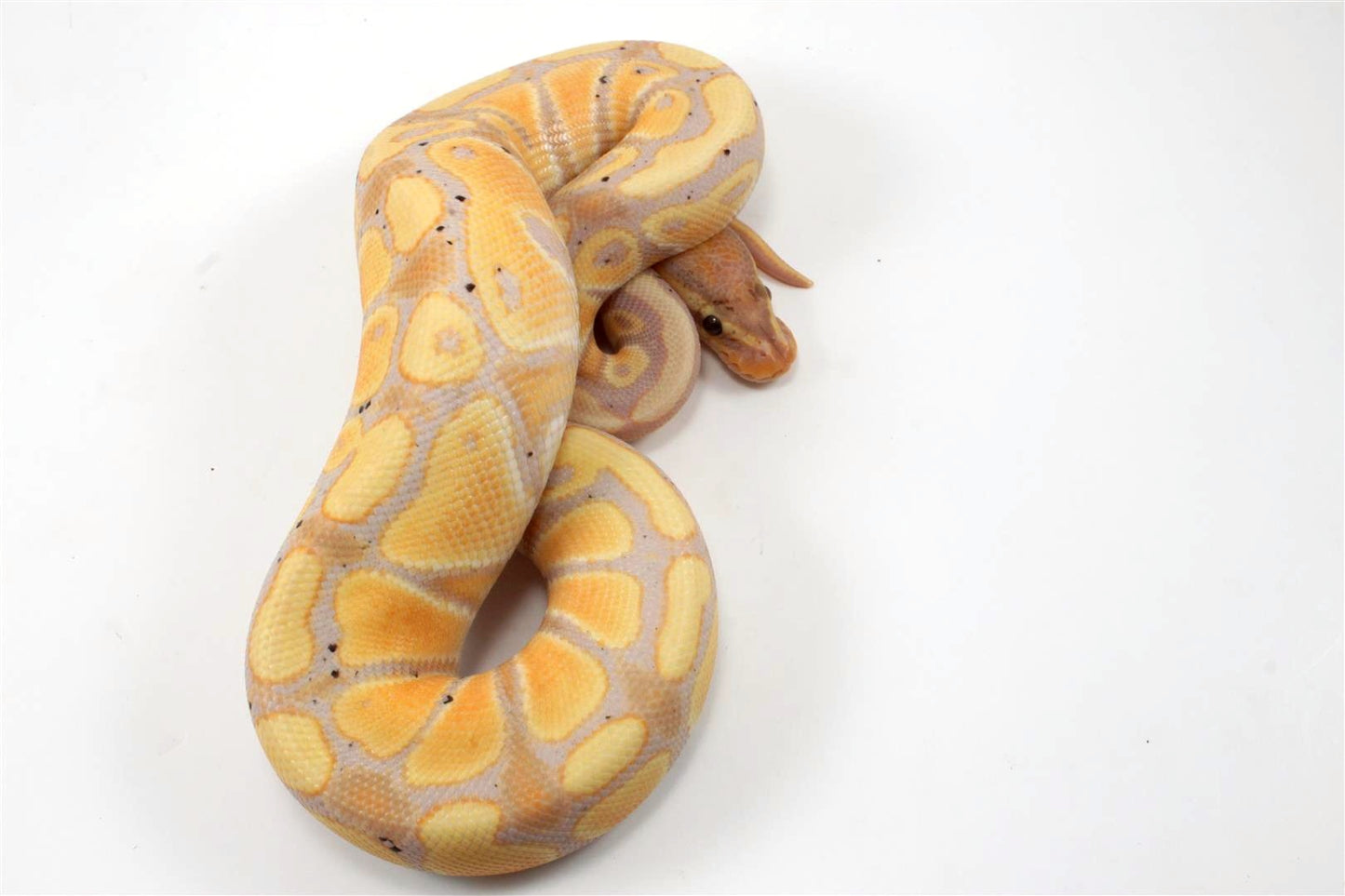 Banana Ball Python