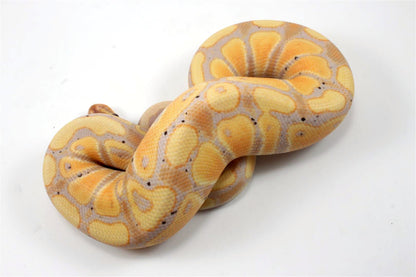 Banana Ball Python