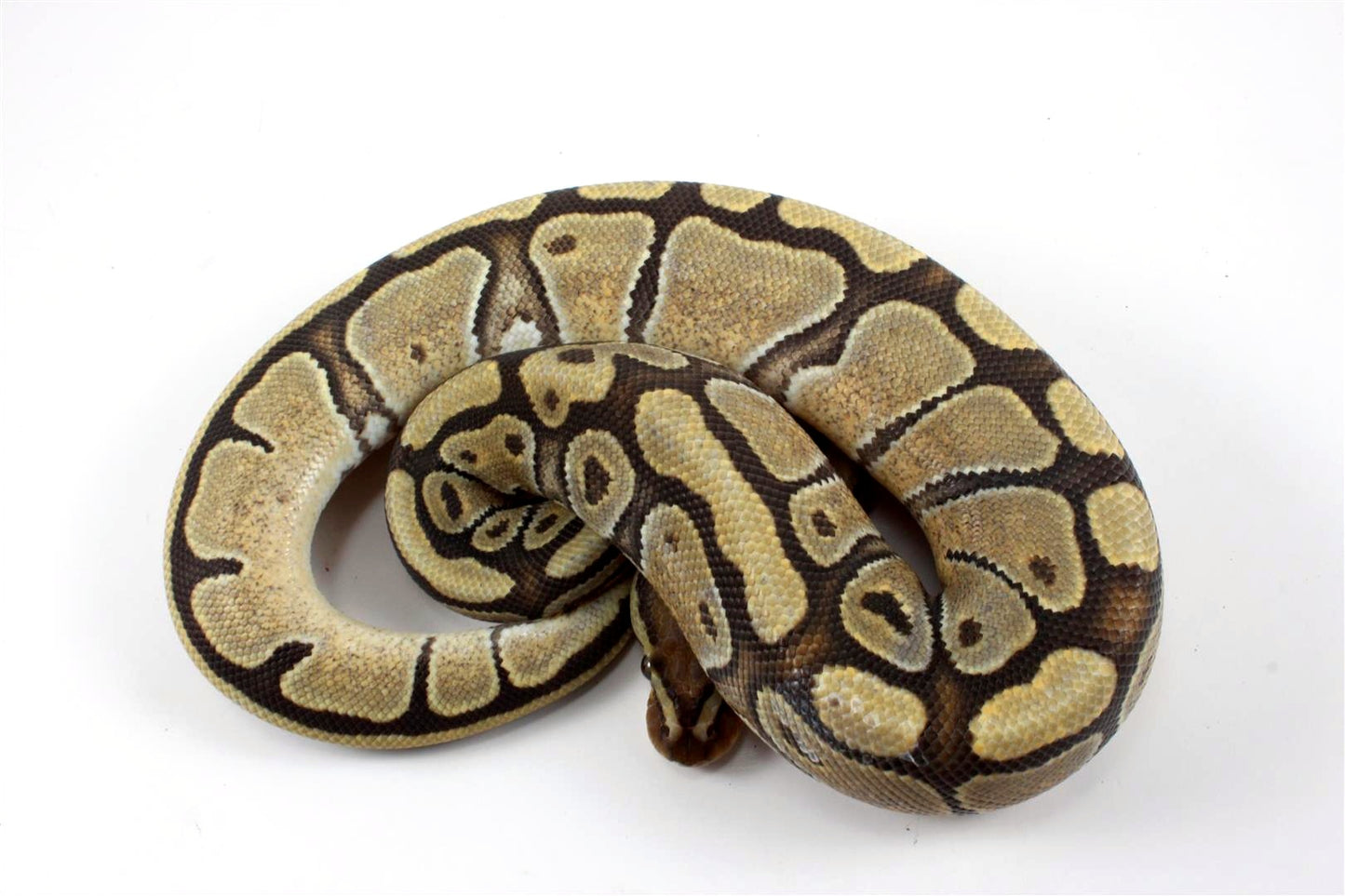 Hypo Ball Python