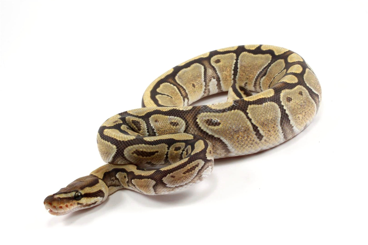 Hypo Ball Python
