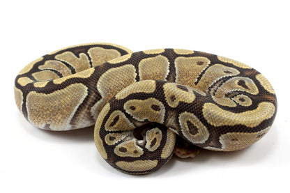 Hypo Ball Python