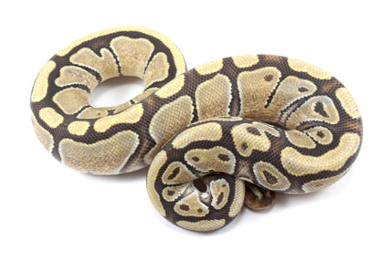 Hypo Ball Python