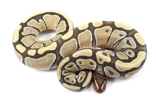 Hypo Ball Python