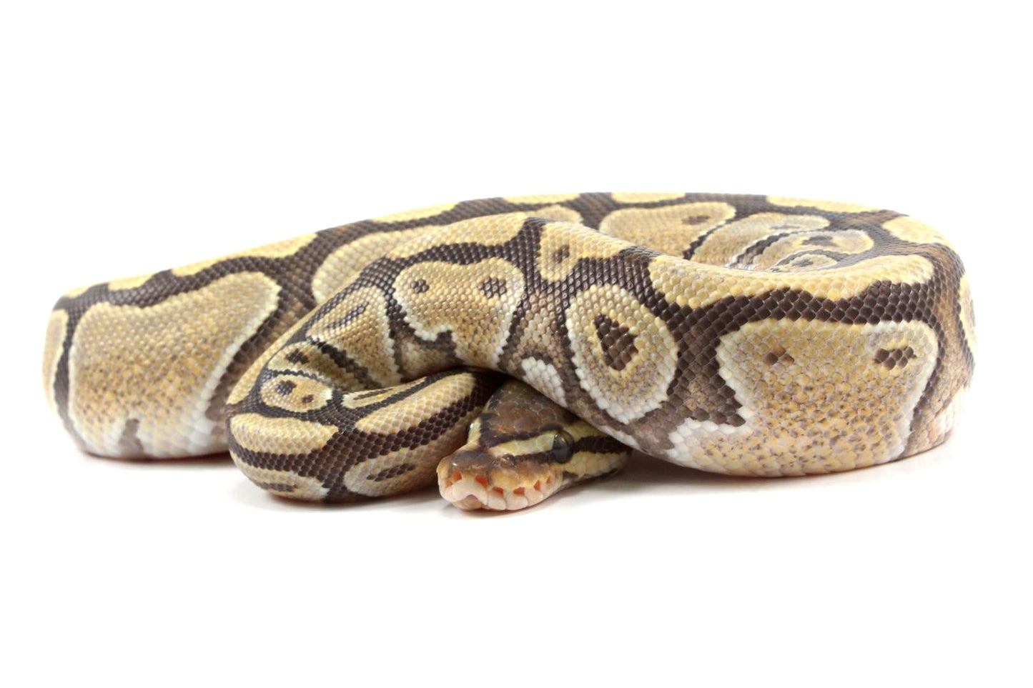 Hypo Ball Python