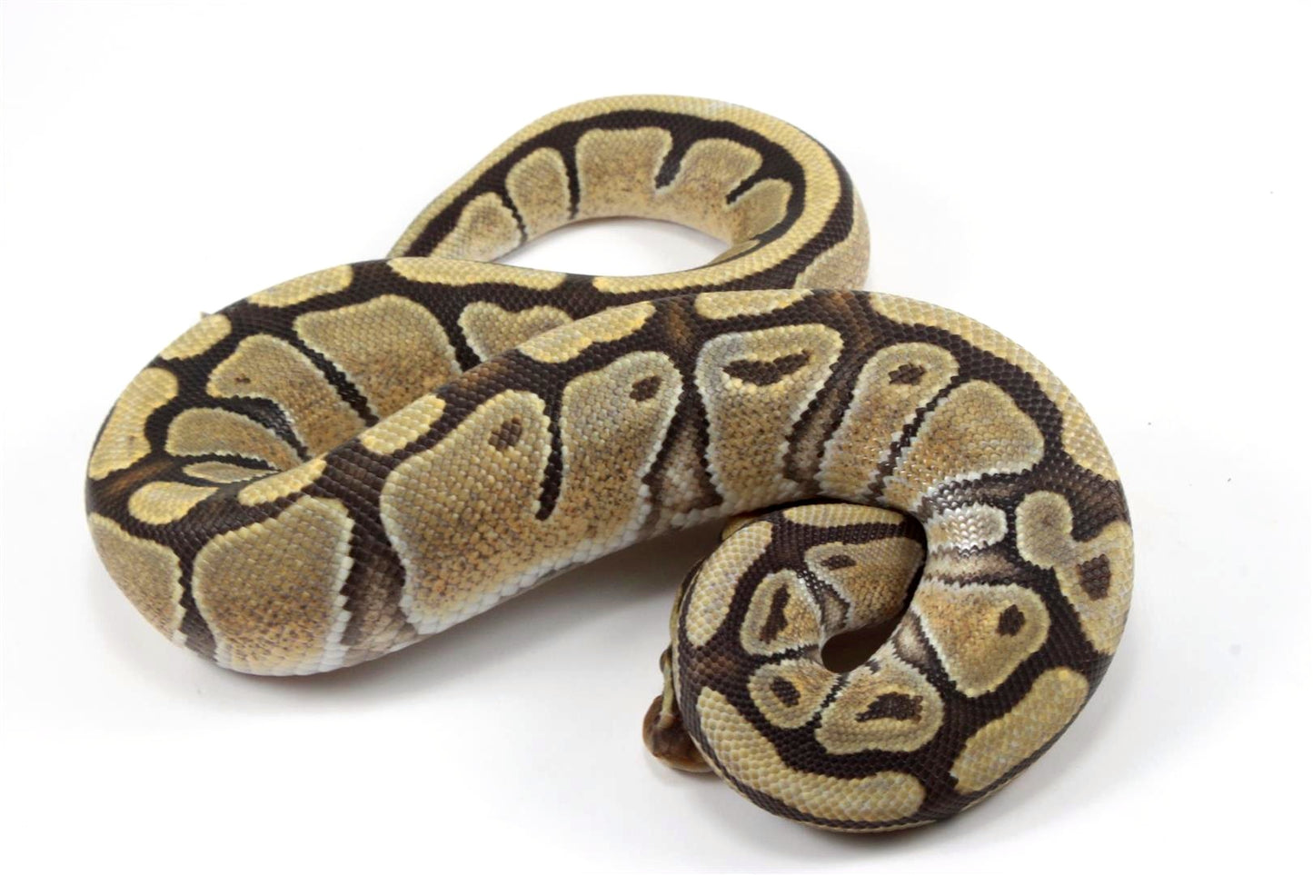 Hypo Ball Python