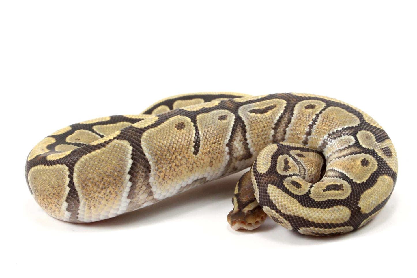 Hypo Ball Python