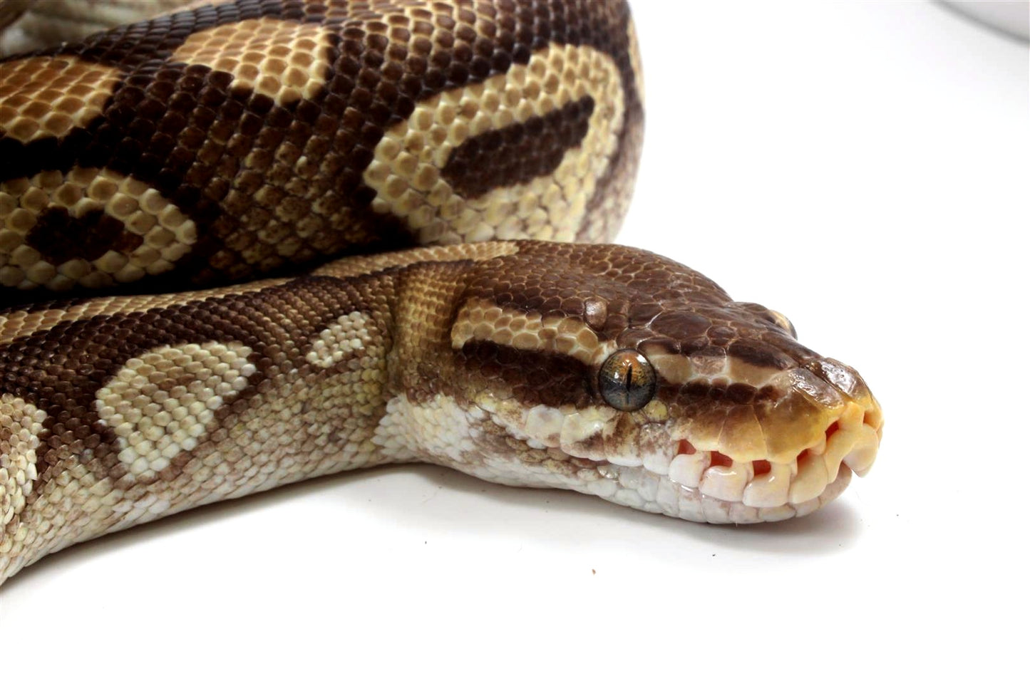 Mojave Ball Python