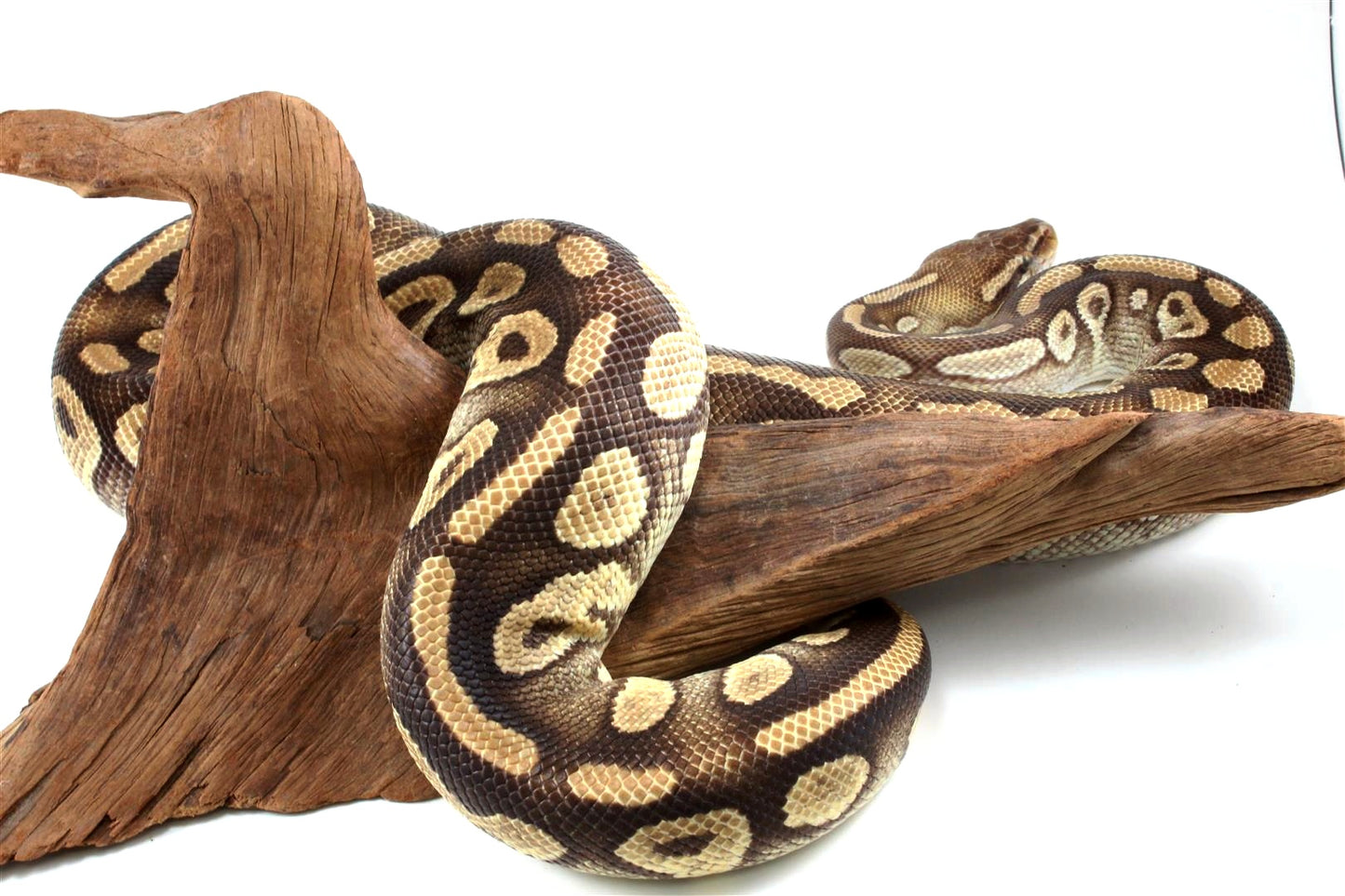 Mojave Ball Python