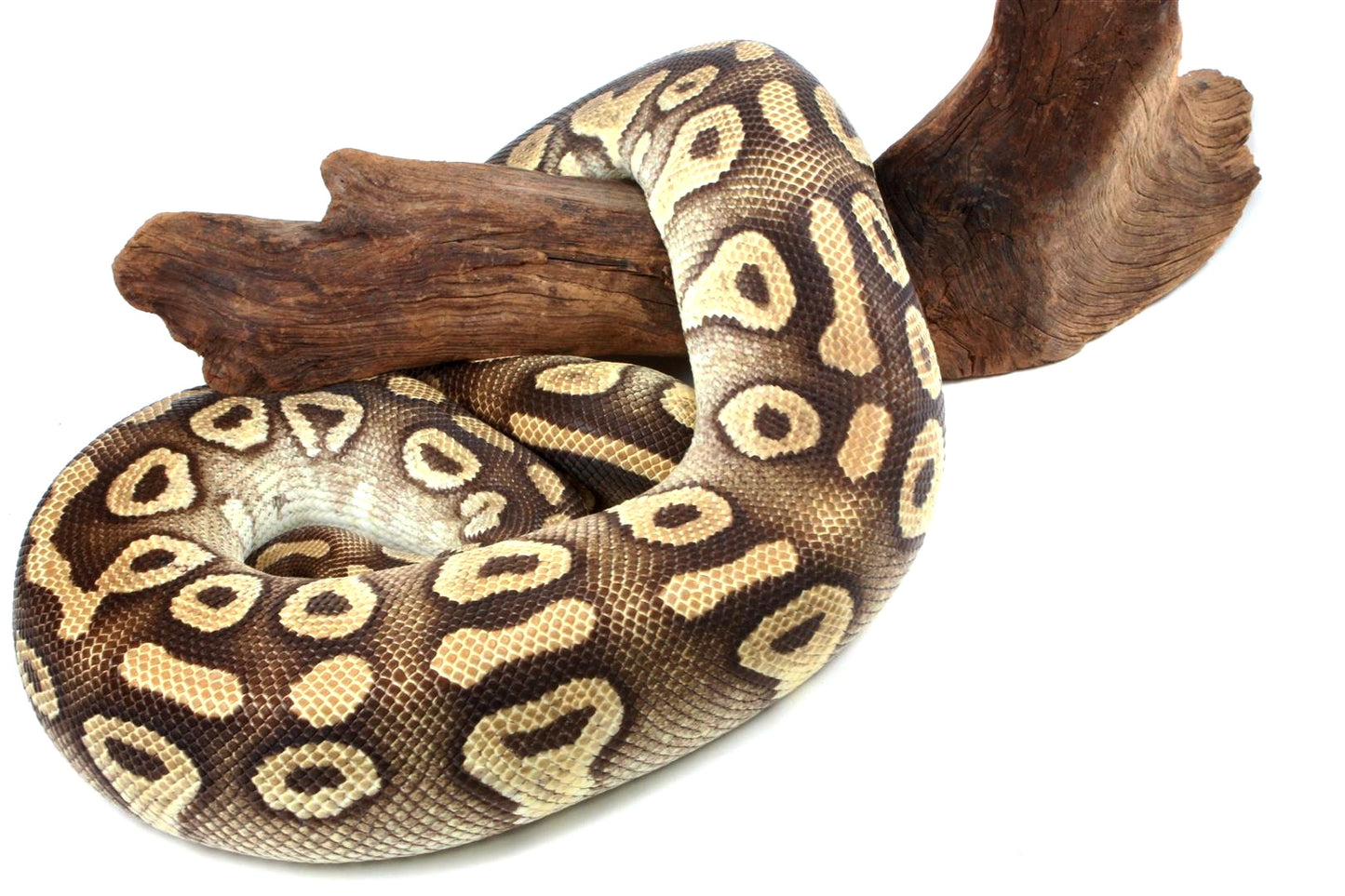 Mojave Ball Python