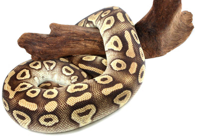 Mojave Ball Python