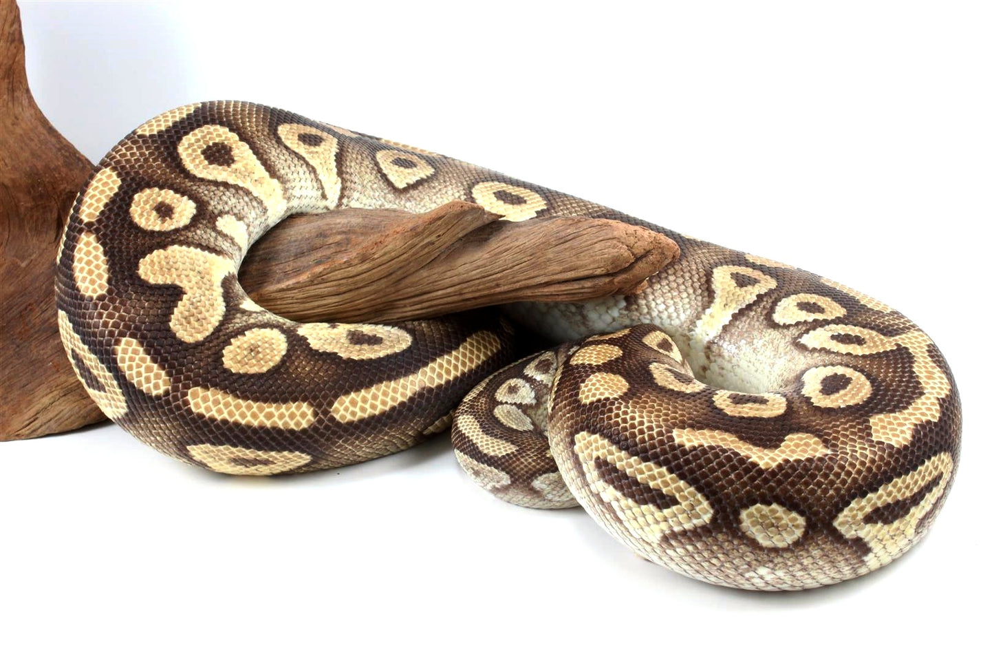 Mojave Ball Python