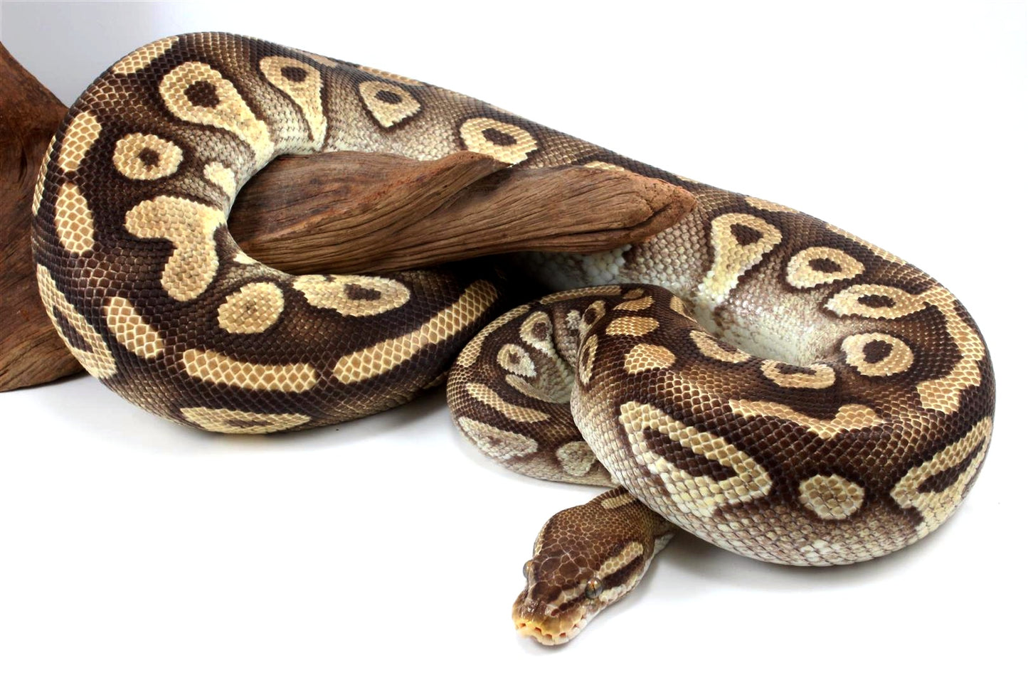 Mojave Ball Python