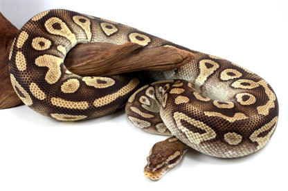 Mojave Ball Python